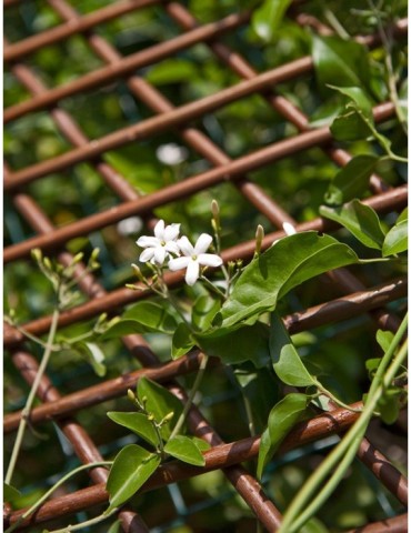 CELOSIA  MIMBRE  EXTENSIBLE  0.5X1.5M  43040012