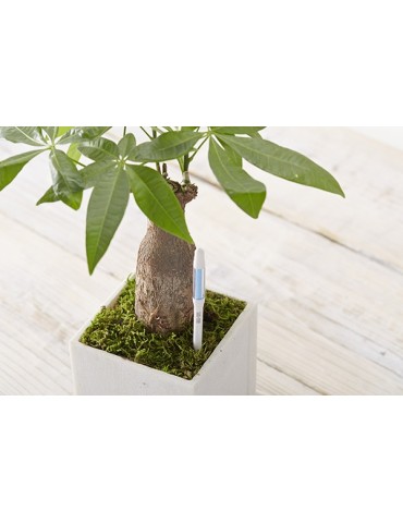 AVISADOR  RIEGO  SUS-TEE  -  C-0042-XGW