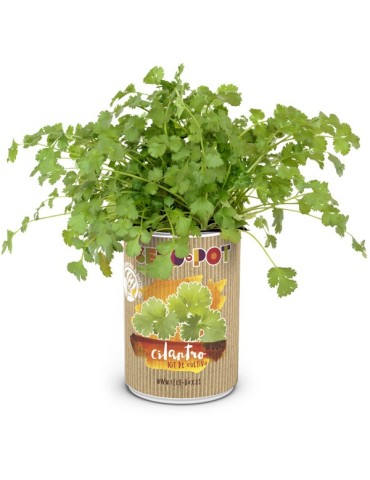 LATA  CULTIVO  SEMILLA  CILANTRO  -  62729